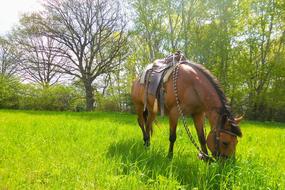 Horse Meadow