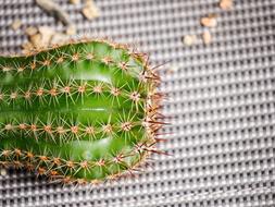 green Cactus at grey Background