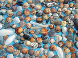 Mussels Mediterranean Blue