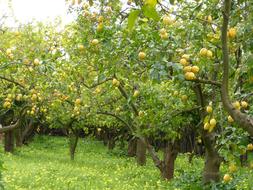 Lemon Grove Lemons Trees