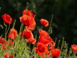 red poppies in the garden