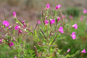 wild pink flowers in the field