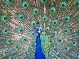 blue peacock with colorful tail close-up