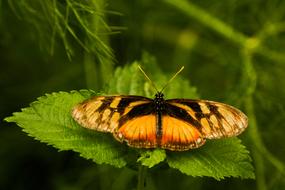 Mariposa Insecto Naturaleza