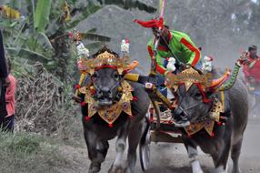 Water Buffalo Race