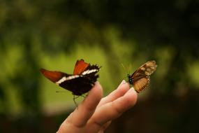 Mariposa Insecto Naturaleza