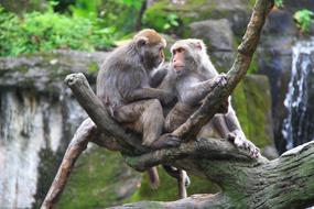 Monkey Zoo High