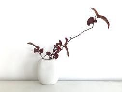 white vase palnt