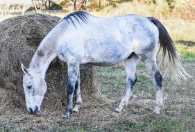 Equine Meek Dapple Four