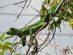Animal Iguana