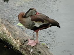 duck brushing feathers near a lake