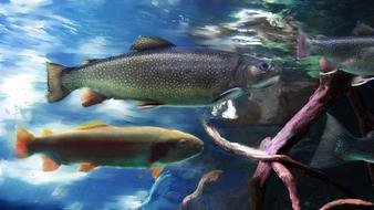 Trout Fish Aquarium