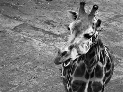 giraffe at the zoo in black and white background