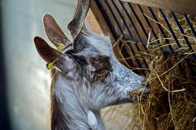 Girgentana Goat The Animal Park