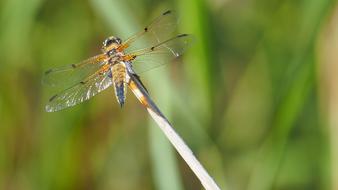 orange Dragonfly Macro insect