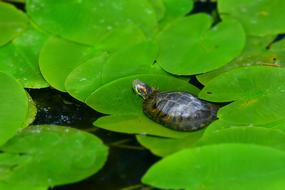 Close-up of the colorful and beautiful, patterned turtle in water, with green leaves
