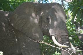 Elephant Africa