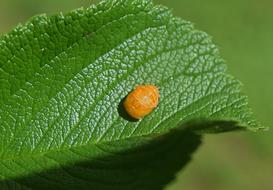 Ladybug Pupa on Leaf Underside