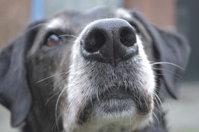 Dog Close Up face