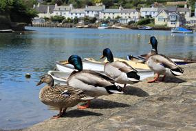 Cute, colorful and beautiful birds, on the shore of the lake, near the houses
