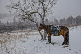 brown horse at a walk