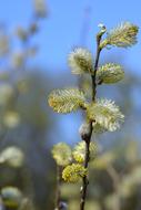 The Basis Of Willow Catkins