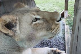 wild lioness in a zoo