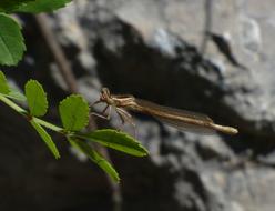 Dragonfly Winged Insect Leaves