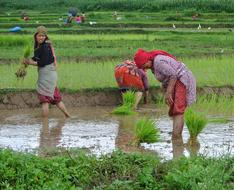 Nepal Nepalese Women