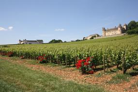 Burgundy Vineyard