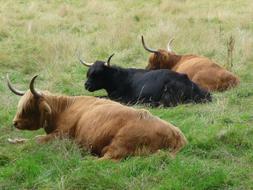 Rest Cow