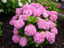 Flowers Garden In Bloom