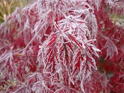 Maple Trees