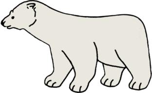 polar bear snow winter bear white