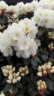 spring white flowers are fragrant