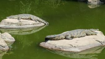 Crocodile Lazy Day Crocodiles On