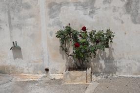 blooming roses in a stone pot