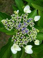 garden green plant
