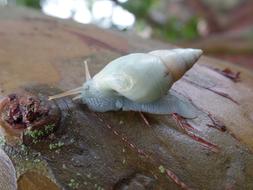 white snail on a tree close-up