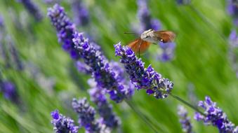 Hawk moths feeding on lavender flower