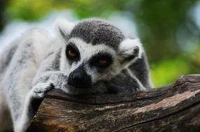 Lemur Sitting Zoo