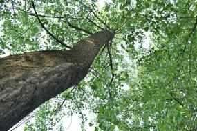 Green Leaf Woods Big Trees