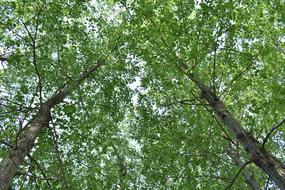 Woods Green Plants The Leaves