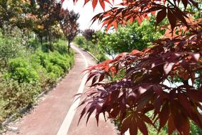 Athletic Track Red Leaves The