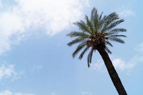 tropical palm tree against a blue sky