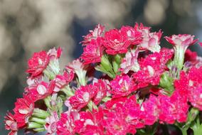 Flowers Posy Karmazynowe