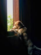 red Dog looking at window