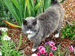 Grey Cute Cat in Garden