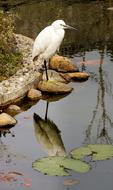 white heron reflected in the pond in the park