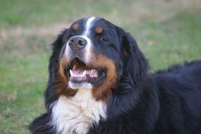 Portrait of the beautiful black, brown and white dog on the green grass